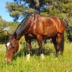 cheval